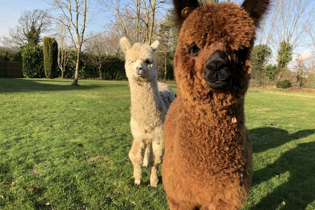 Alpaca Lodge Sittingbourne Eksteriør billede
